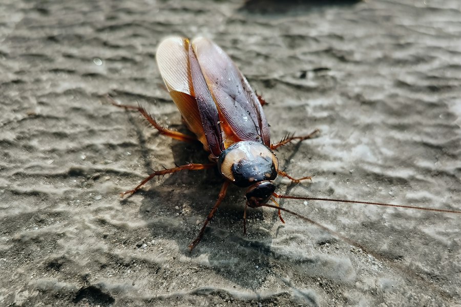 Cucaracha sobre una superficie de cemento